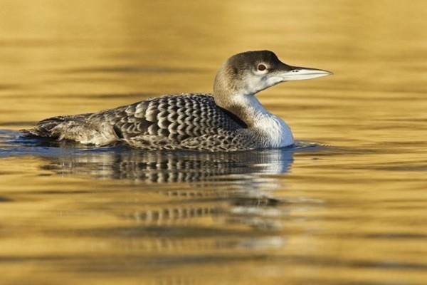 8[-]loài[-]chim[-]đáng[-]sợ[-]có[-]khả[-]năng[-]giết[-]người[-]9